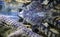 Large crocodiles under water, closeup,