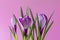 Large crocus Crocus sativus C. vernus flowers with purple streaks on a pink background for postcards, greetings for Mother`s Day,