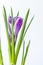 Large crocus Crocus sativus C. vernus flowers with purple streaks on a white background for postcards, greetings for Mother`s Day