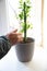 Large crooked prickly green cactus Ewesculio in a ceramic white pot against the background of the window