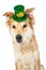 Large Crossbreed Dog Wearing St. Patrick\'s Hat