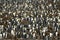 Large Crowded King Penguin Colony / Rookery.