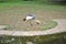 Large crowned crane bird on the paddock at the zoo