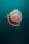 A Large, crowned jellyfish floats around the open ocean