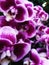 large-crowned orchid flower purple with white gradations