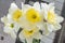 Large-crowned white daffodils with a corrugated crown.
