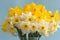 Large-crowned white and yellow daffodils with a ruffled crown.