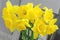 Large-crowned yellow daffodils with a corrugated crown.