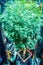 Large cruise ship lobby with real live green tree suspended