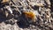 Large crystals of gypsum in clay, in the Arizona desert near the salt lake and White Sands National Park on the border with New