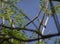 Large Cuckoo Shrike perching on the green