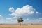 a large cumulus cloud over tree in a desert, a beautiful landscape with blue sky as an abstract summer background