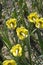 Large Cupped Daffodil Bantam