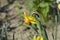 Large Cupped Daffodil Bantam