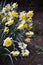 Large-cupped daffodil in the flower-bed