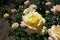 Large cupped flowers of rose