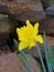 Large cupped yellow carlton daffodil