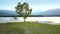 Large curly lone tree against hilly landscape