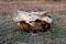 Large cut down and digged out tree stump left in middle of field surrounded with grass and other dried plants on warm sunny day