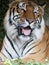 Large cute indian or asian black yellow stripes tiger portraits