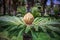 A large cycas under development.