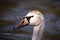 Large Cygnet On Water Looking Left