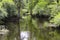 Large Cypress Trees in Florida Swamp