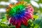 Large Dahlia flower in rainbow colors