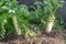 Large daikon radish growing in soil, Kanazawa, Japan