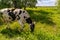 a large dairy black and white cow grazes in a meadow and eats grass near the trees in hot sunny weather