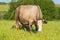 Large dairy cow, eating green grass, in a clearing