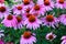 Large daisy-like cone flowers