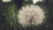 Large Dandelion