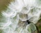 Large dandelion flowers parachutes