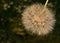A large dandelion with fluffy seeds. Gentle natural background. Fuzzy on a dark background