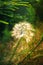 A large dandelion in the forest. Large fluffy dandelion