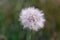 A large dandelion grew in the summer in the field