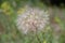 A large dandelion grew in the summer in the field