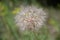 A large dandelion grew in the summer in the field