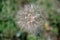 A large dandelion grew in the summer in the field