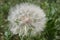 Large dandelion umbrellas on the field