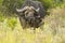 Large dangerous African buffalo standing in long dry grass