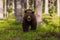 A large dangerous Brown bear, ursus arctos approaching