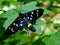 Large dark blue butterfly with white dots and yellow stripes