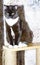 Large dark brown bicolor Scottish cat is sitting on a scratching post