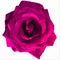 Large dark pink rose with white background