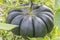 Large dark pumpkin in the garden