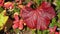 Large dark red leaf cloudberry shivering in the wind.