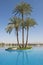 Large date palm tree on island in infinity swimming pool