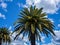 Large Date palms and blue sky background with clouds